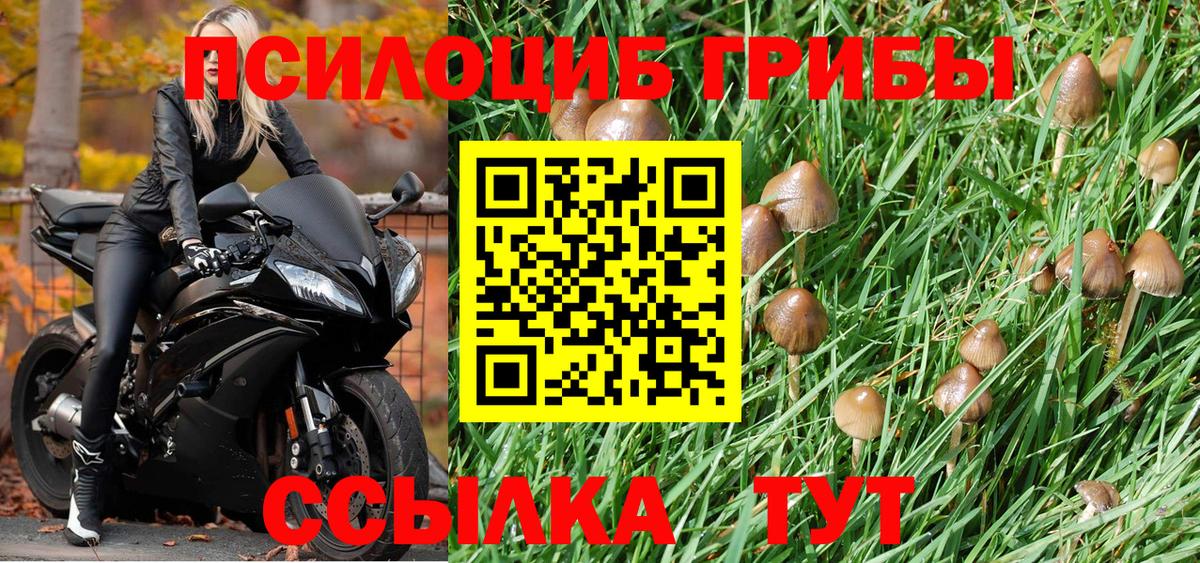 Урюпинск  где продают наркотики  Вход с VPN  Галлюциногенные грибы Psilocybine cubensis  Галлюциногенные грибы мицелий 
